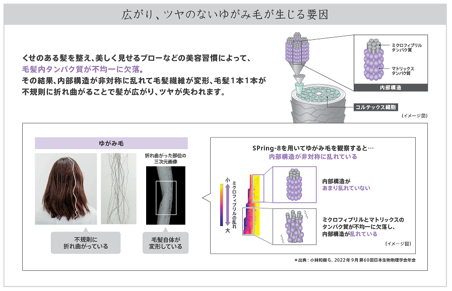 SPRing-8を用いたゆがみ毛の観察結果