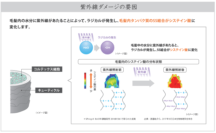 紫外線ダメージの要因